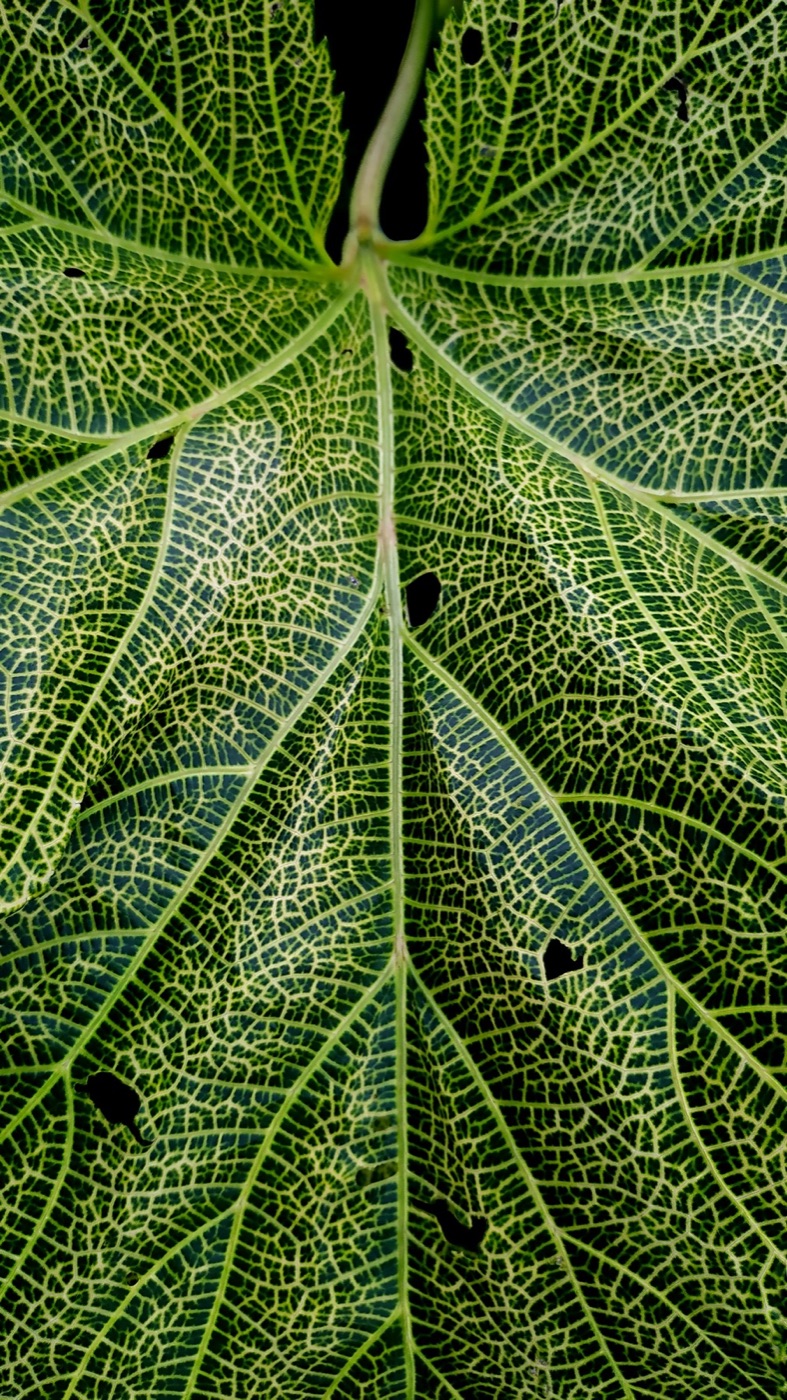 Nervadura de una hoja vista de cerca