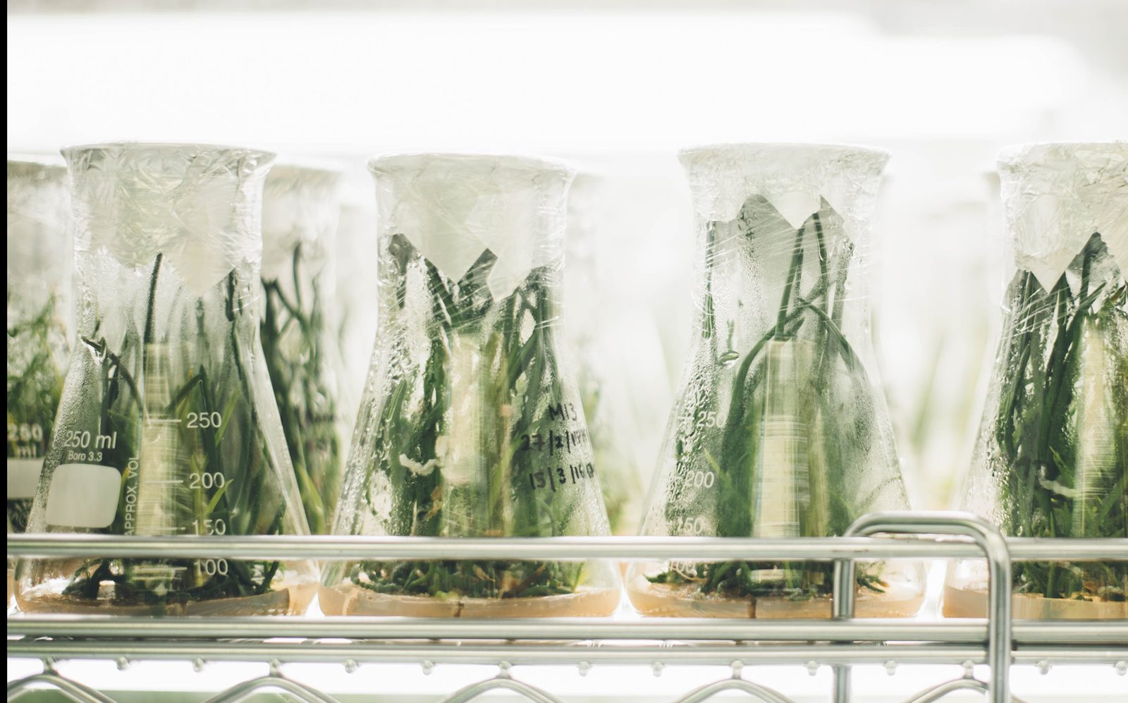 Cultivo in vitro de células vegetales en matraces Erlenmeyer