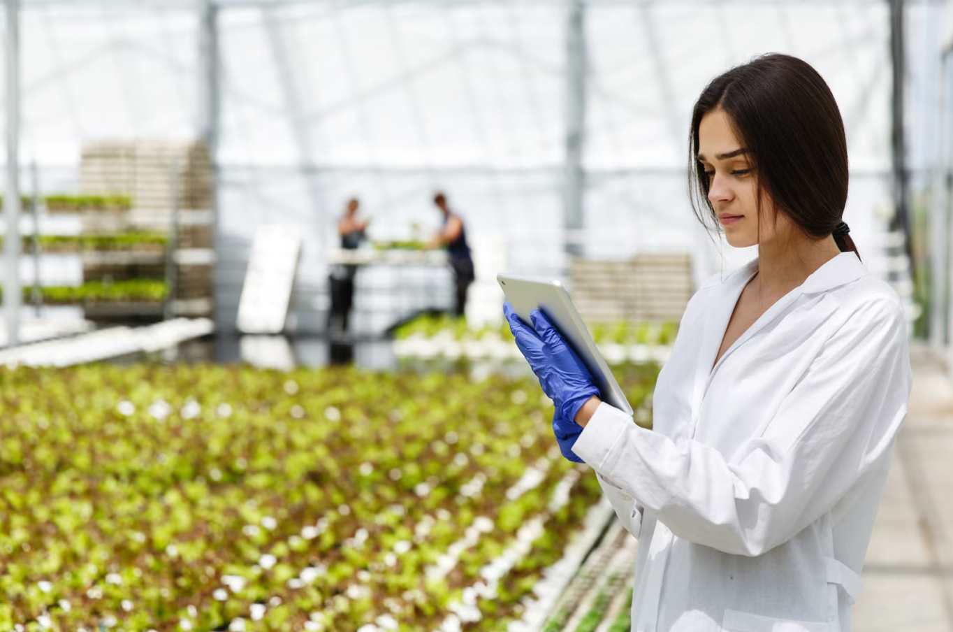Mujer en un invernadero revisando datos en una tablet mientras cultiva plantas, con otros trabajadores en el fondo.