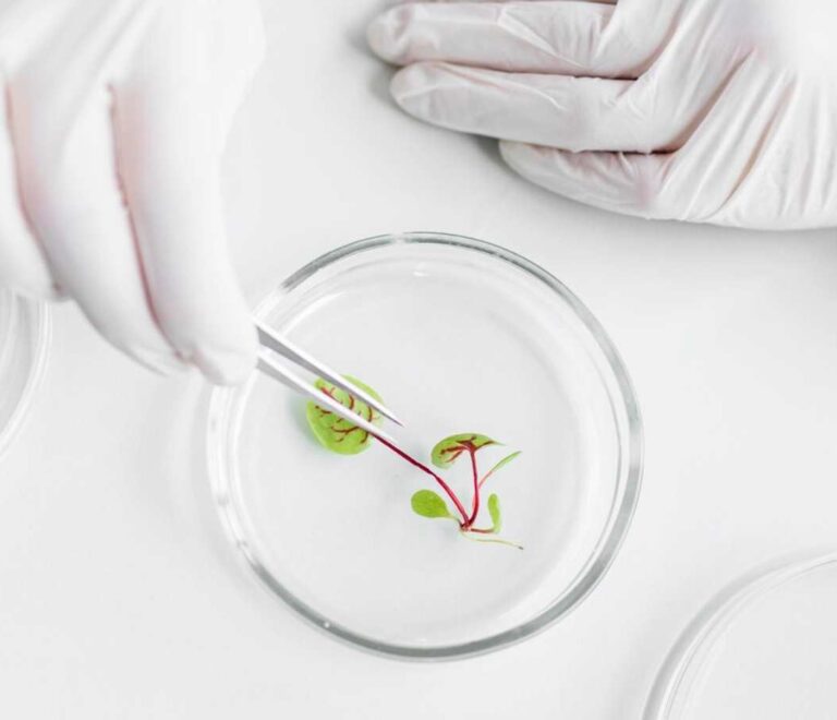 Organogénesis in vitro: producción limpia y eficiente